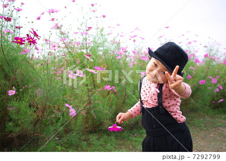 コスモス畑で コスモス畑で 7292799