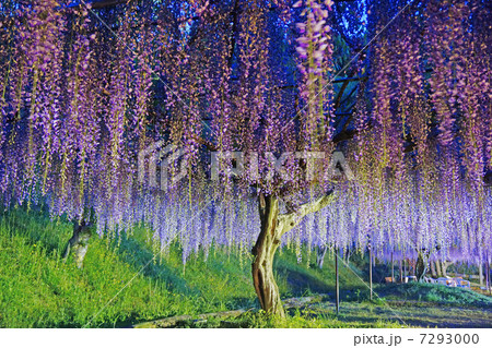 藤ライトアップ 7293000