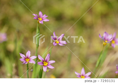 ニワゼキショウ 7293131