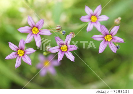 ニワゼキショウ 7293132