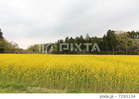 菜の花 7293134