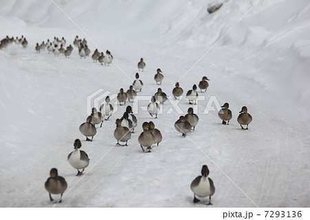カモの行列 7293136