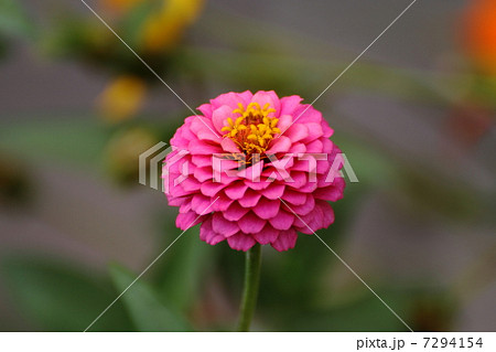 百日草 一輪 7294154