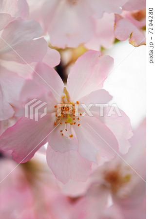 sakura 7294280
