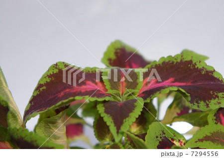 コリウス 7294556