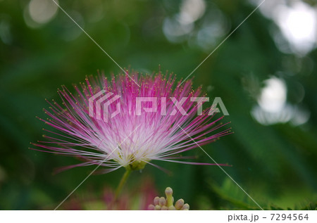 合歓の花 7294564