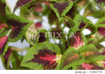 コリウス 7294774