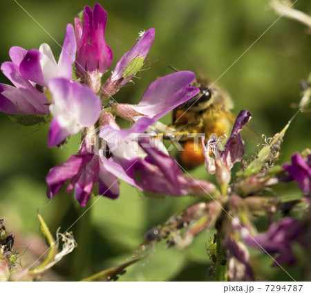 アブラムシ アブラムシ 7294787