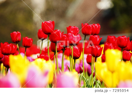 赤みつけた 7295054