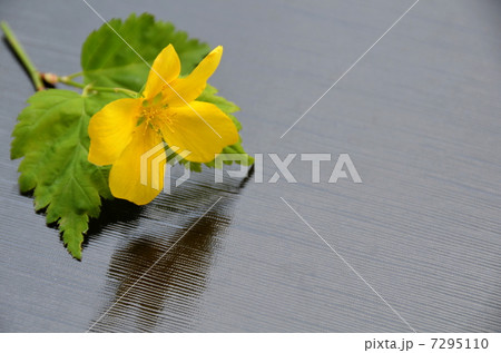 ヤマブキ ヤマブキ 7295110