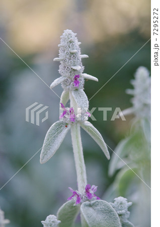 ラムズイヤー 7295272