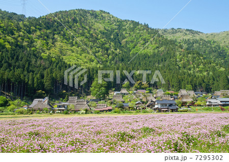 茅葺の家とすみれ畑 茅葺の家とすみれ畑 7295302