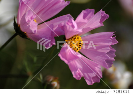 コスモス シーシェル(ピンク) 7295312