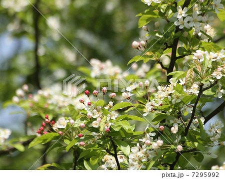 ズミ ズミ 7295992