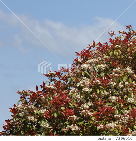 ベニカナメモチ 7296010