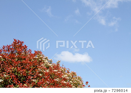 ベニカナメモチ ベニカナメモチ 7296014