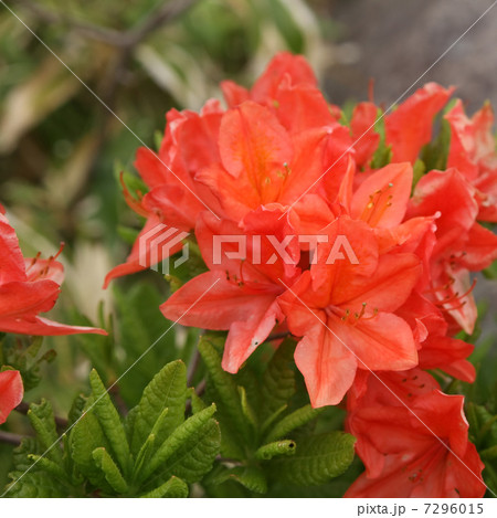 レンゲツツジ 7296015