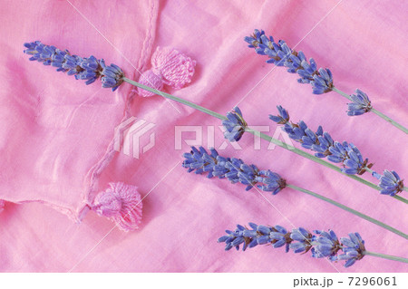 sprigs of lavender are on a pink scarf. 7296061