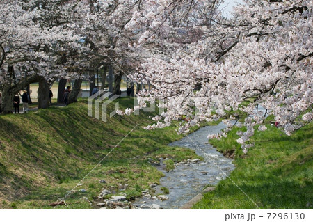 桜を観賞する人々 7296130