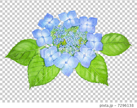 アジサイ アジサイ 7296138