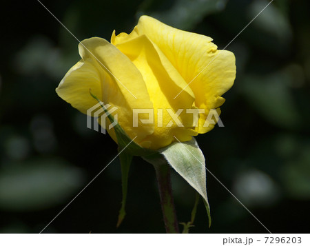 スヴニールドウマルセルプルーシト黄色い花 スヴニールドウマルセルプルーシト黄色い花 7296203