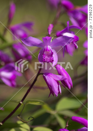 紫の花シラン 紫の花シラン 7296229