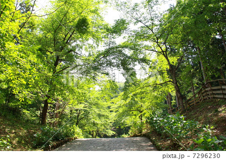 新緑 新緑 7296230