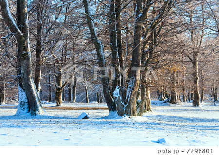 First winter snow and last autumn leafs in forest First winter snow and last autumn leafs in forest 7296801