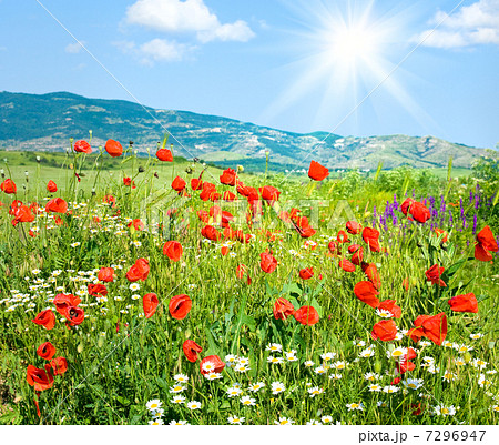 Beautiful summer mountain landscape with flowers . Beautiful summer mountain landscape with flowers . 7296947