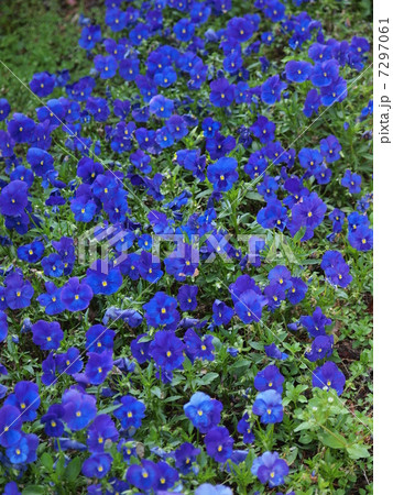 青紫のパンジー 7297061