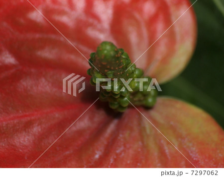 緑センタ、赤 7297062