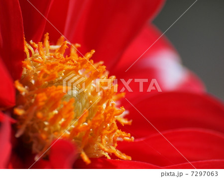 オレンジのシベ 7297063