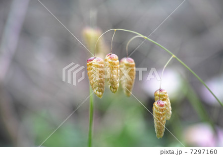 コバンソウ　色づく 7297160