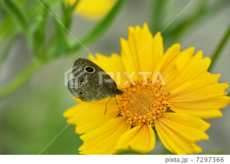 キバナコスモス　ヒメウラナミジャノメ 7297366