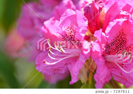 シャクナゲ 7297611
