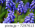 ムスカリとミツバチ 7297613