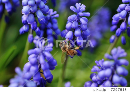 ムスカリとミツバチ 7297613