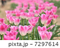 ピンクのチューリップ 7297614