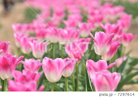 ピンクのチューリップ 7297614