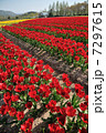 チューリップ畑(縦) 7297615