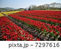 チューリップ畑(横) 7297616
