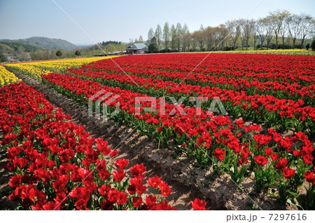 チューリップ畑(横) 7297616