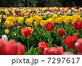 チューリップ畑1 7297617