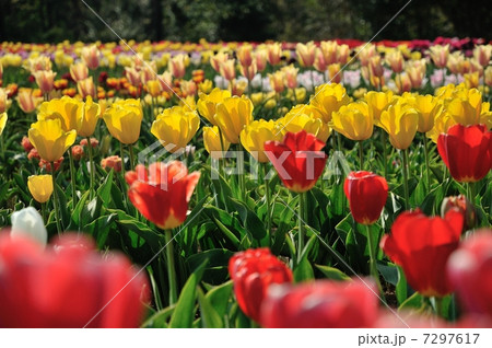 チューリップ畑1 7297617