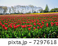 チューリップ畑2 7297618