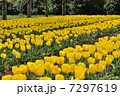チューリップ畑3 7297619