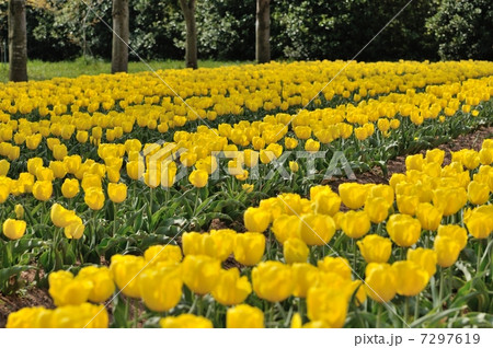 チューリップ畑3 7297619