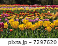チューリップ畑4 7297620