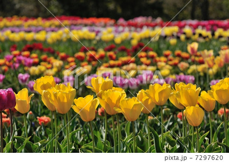 チューリップ畑4 7297620