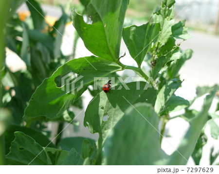 てんとう虫 7297629